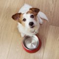 犬の『早食い防止対…