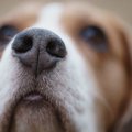 犬には「人間の病気…