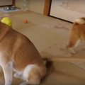 「お掃除なら僕にお…