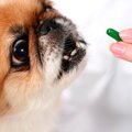 犬にも薬のプラセボ…