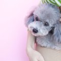犬が『飼い主の膝に…