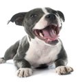 人が犬の性格を推測…