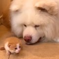 捨てられていた赤ち…