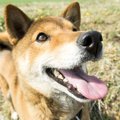 誰にでもなつく犬の…