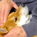 犬が3年ぶりに『おじ…