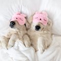 犬の寝相でわかる『…