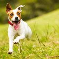 犬にもっと喜ばれる…