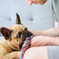 犬のストレス解消方…