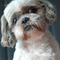 不向きな飼育環境に…