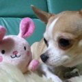 チワワの性格と魅力…