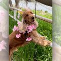 １００均造花で『パ…