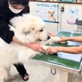 超大型犬が病院へ行…