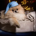 犬が夜中に吠える原…