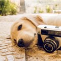 犬がカメラ目線にな…