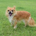 ドッグランでよくあ…