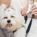 愛犬とのドライブで…