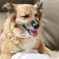 音響シャイの犬の救…