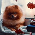雨の日に犬の元気が…