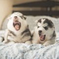 犬のあくびが増えた…