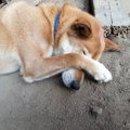 愛犬を芸達者な子に…