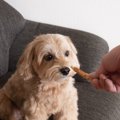 犬にガムは必要？4つ…