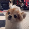 家に恐竜が！そのと…