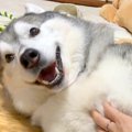 『ハスキー犬を撫で…