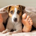 愛犬が飼い主の布団…