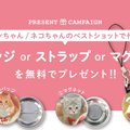 愛するワンちゃん・…