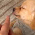 すやすやと眠る『赤…