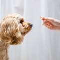 犬に絶対NGな『おや…