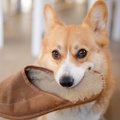 犬がよくやる『お茶…