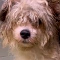 『ボロボロで酷い状…