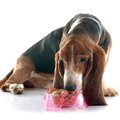 老犬に最適な食事回…