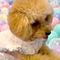 犬が『初めて大量の…