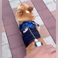 ママと並んでお散歩…