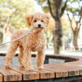 『マナーが最悪な犬…