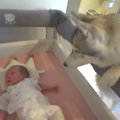 赤ちゃんを見守る犬…