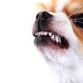 犬は人から敵意を感…