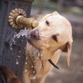 犬の水飲み用にノズ…