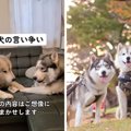 山犬の言い争い…？ハ…