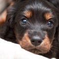 犬に一目惚れした時…
