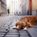 実際に起こった！犬…