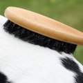 犬の毛艶のよくなる…