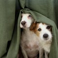 犬が『強風や雷雨』…