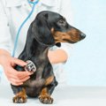 犬の『下半身』に現…