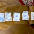 散歩から帰ってきた…