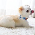 犬が服従していると…
