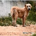 放浪する犬、すべて…