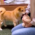 犬の目の前で『ぬい…